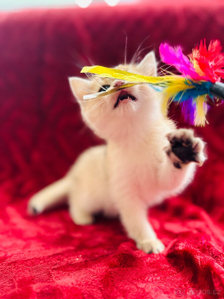 Luxusní zlata britská činčila koťata s PP pro chov - 8