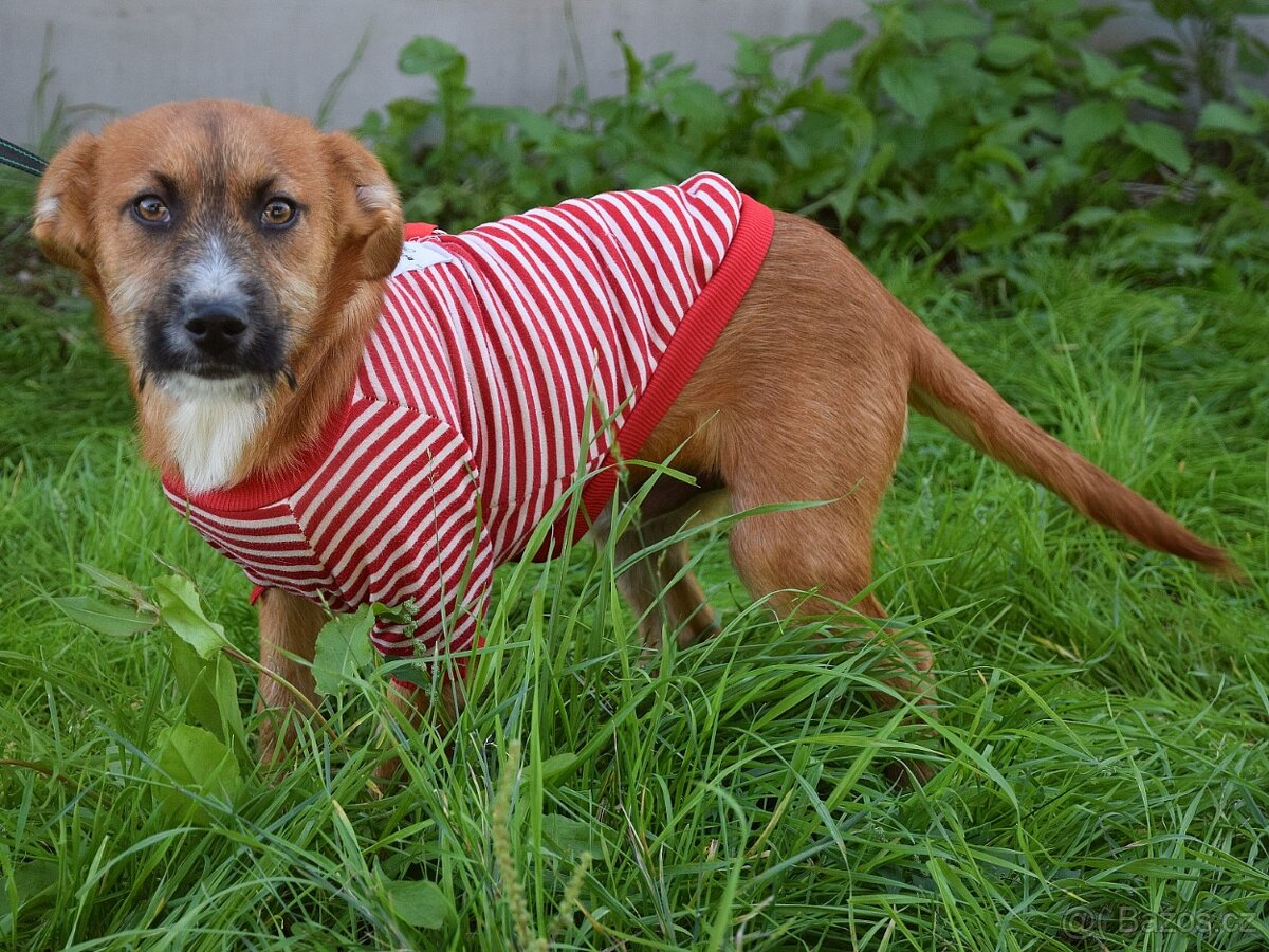 Mochi hledá domov - 8