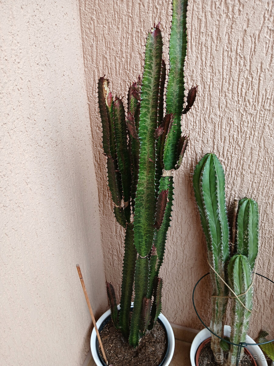 3 hodně velké kaktusy - 8