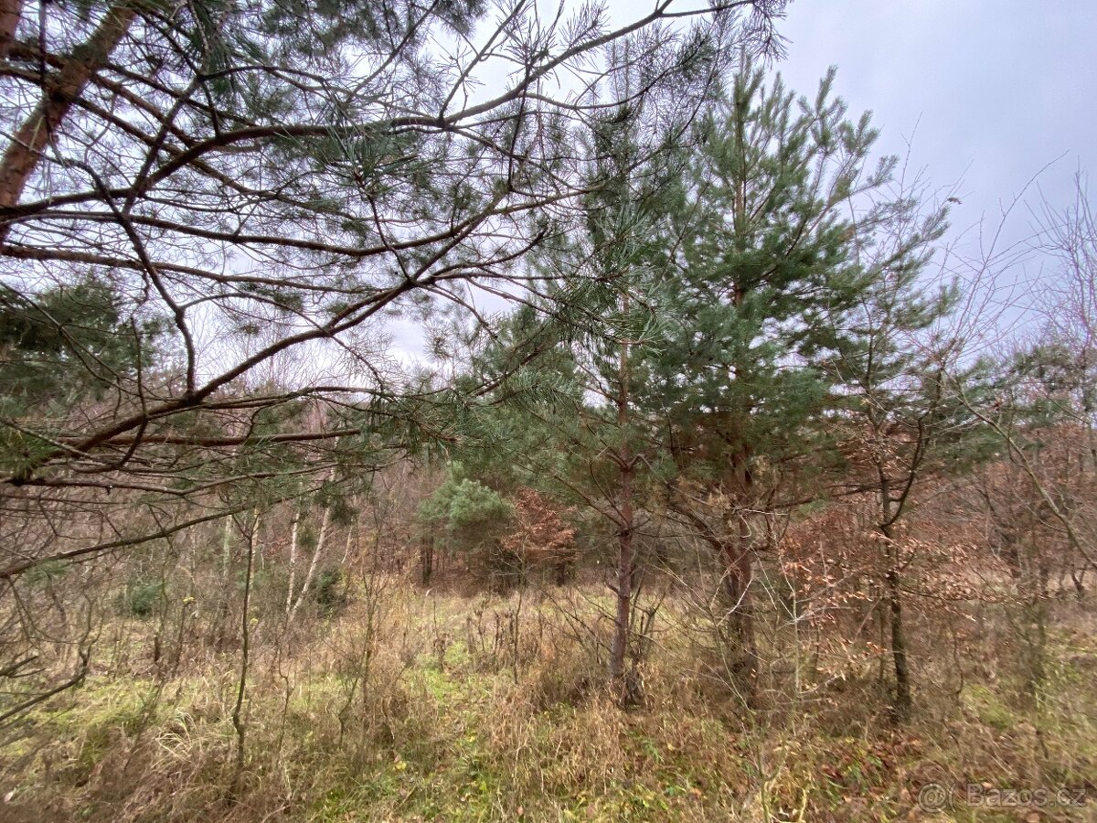 Lesní pozemek Šarovy - 8