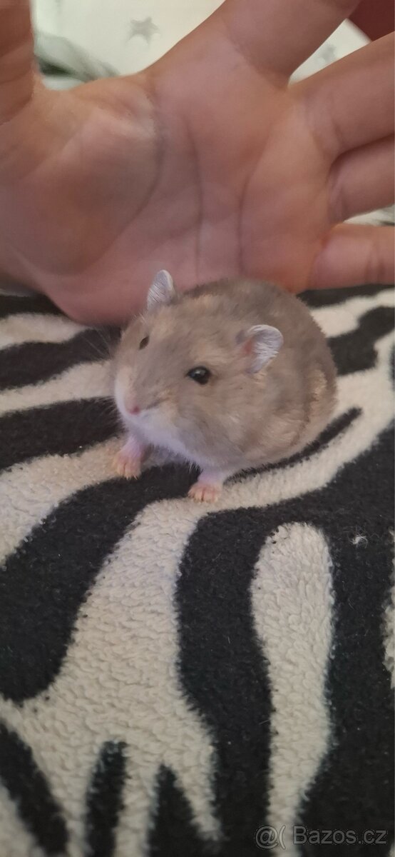 Křeček džungarský - 8