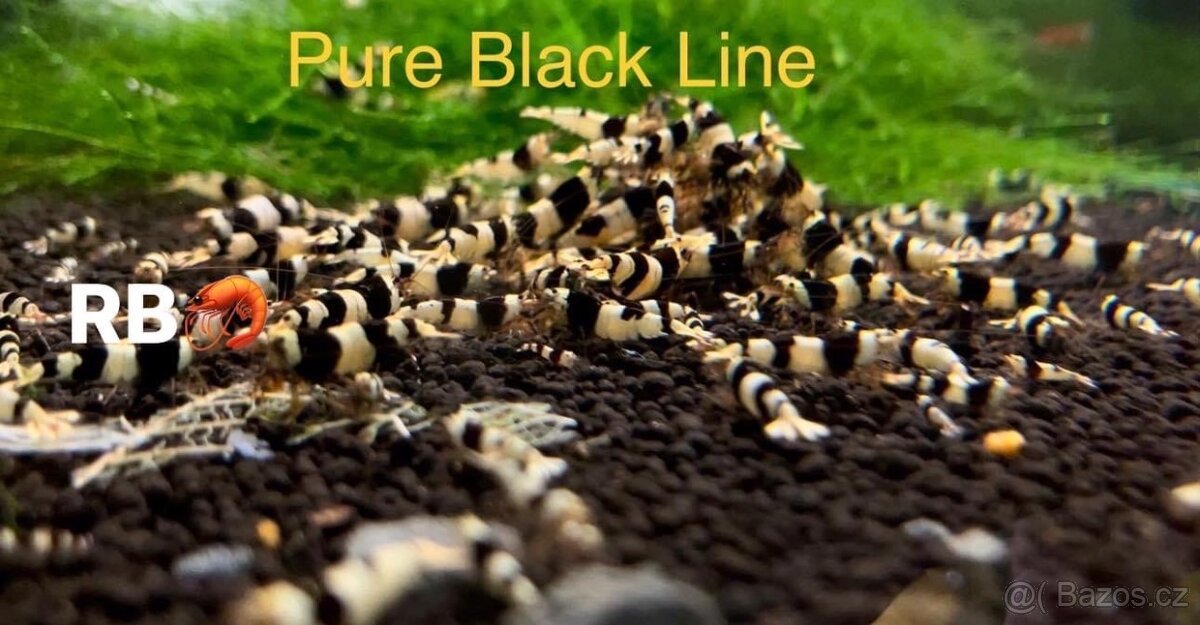 TOP PREMIUM Akva Krevetky Caridina a Neocardina - Odchovy - 8