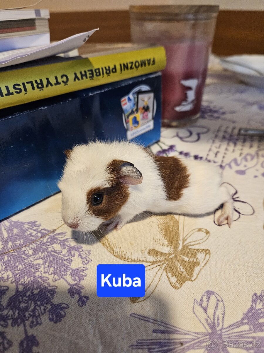 Morčata - miminka. - 8