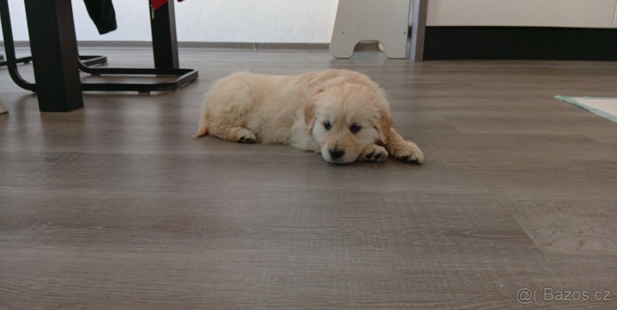 Štěně zlatý retrívr - 8