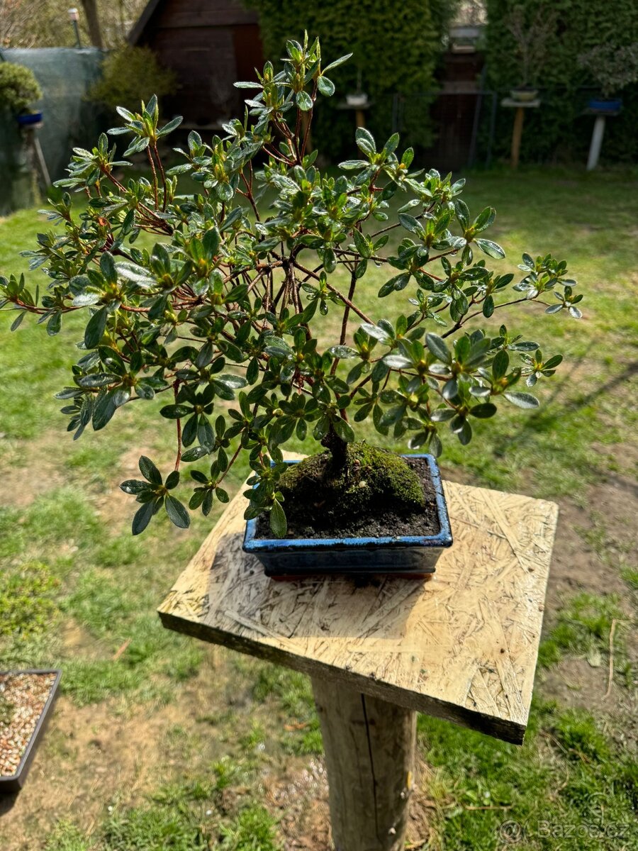 Bonsaj,bonsai Japonske Azalky - 8