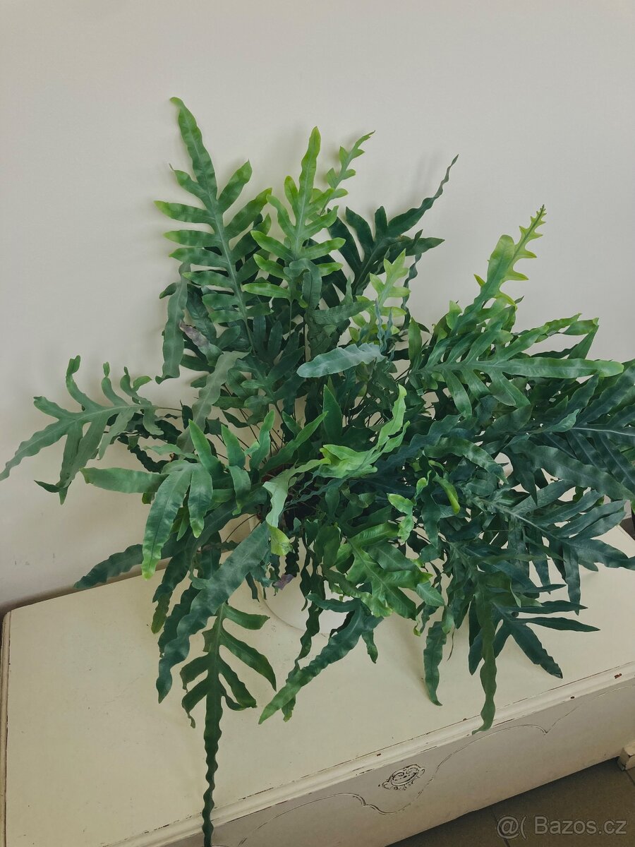 Živá rostlina Tečkovka, Phlebodium Aureum - 8