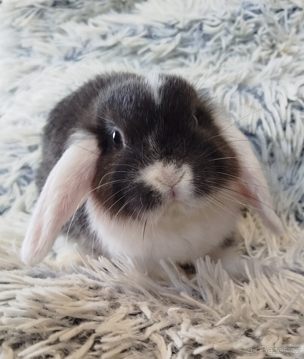 Minilop - anglický zakrslý beránek s VP - 8