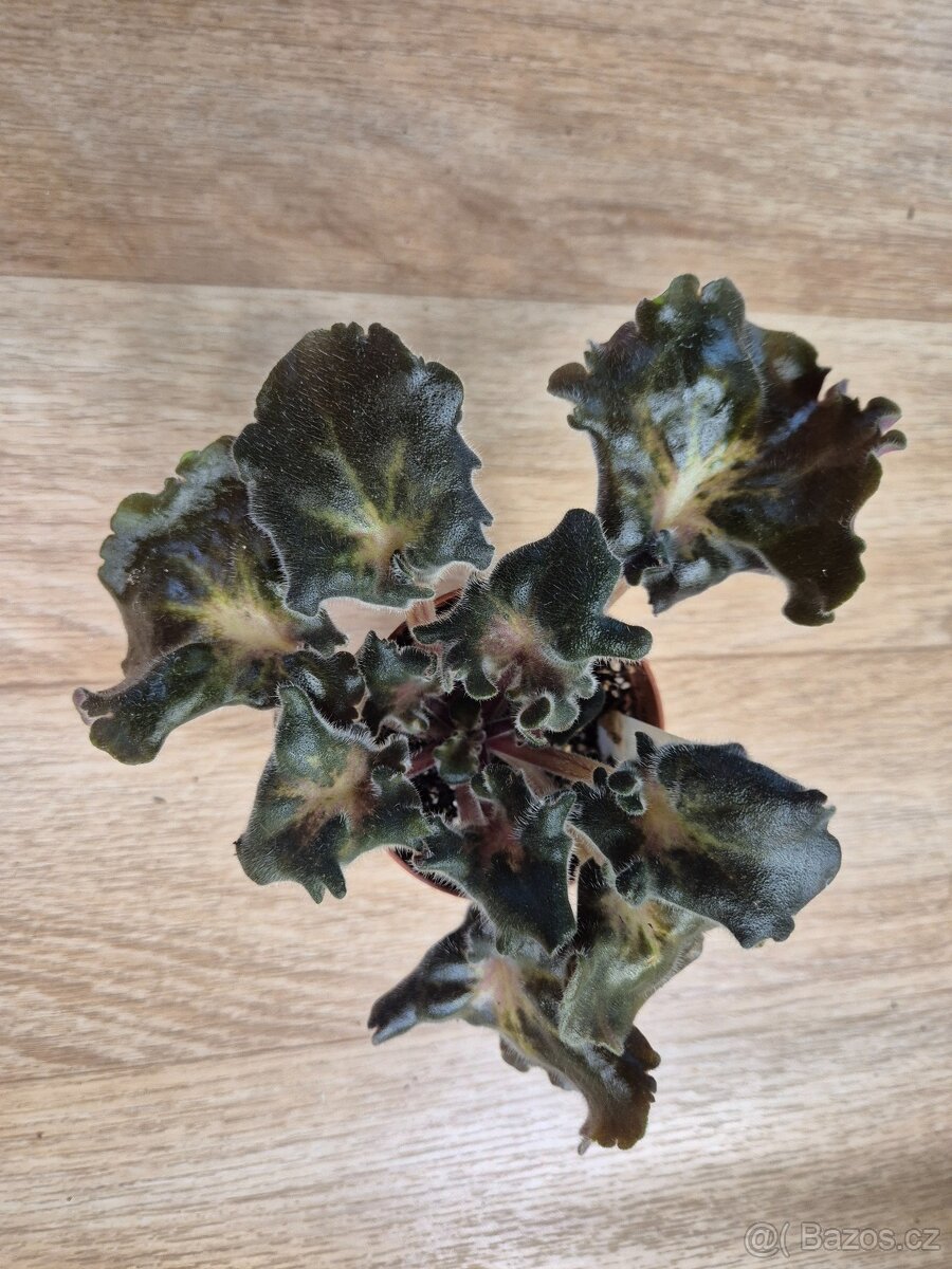 Africké fialky - Saintpaulia - 8