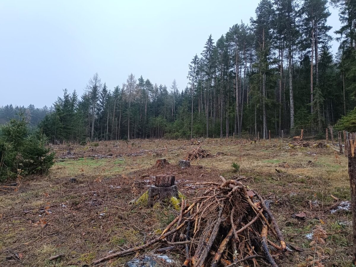 Prodej lesa na Šumavě - 8