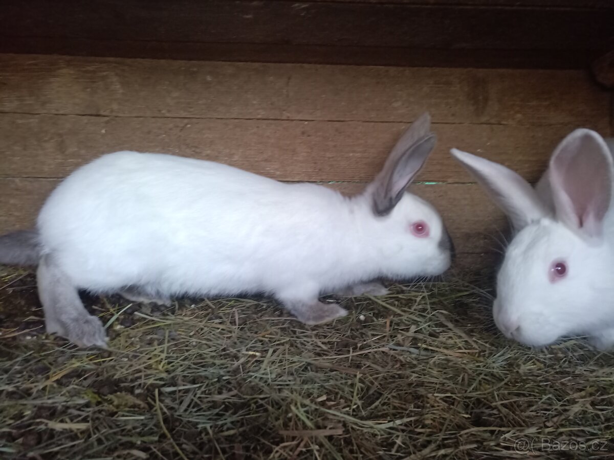 Brojlerový králík Hyla F1 - 8