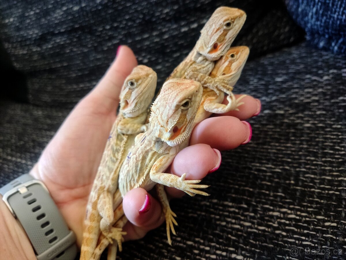 Agama vousatá - mláďata z vlastního chovu - 8