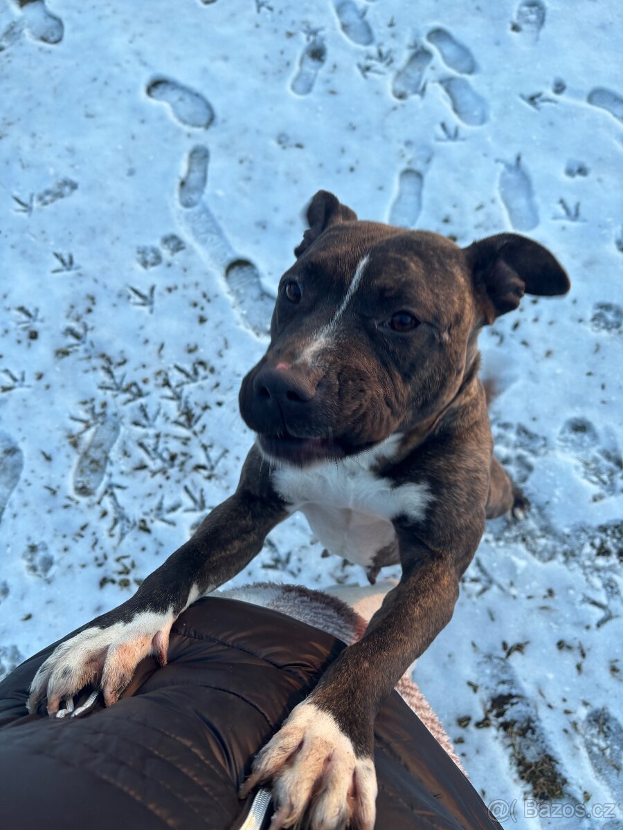 Americký stafordsirsky terier, Stafford, amstaf - 8