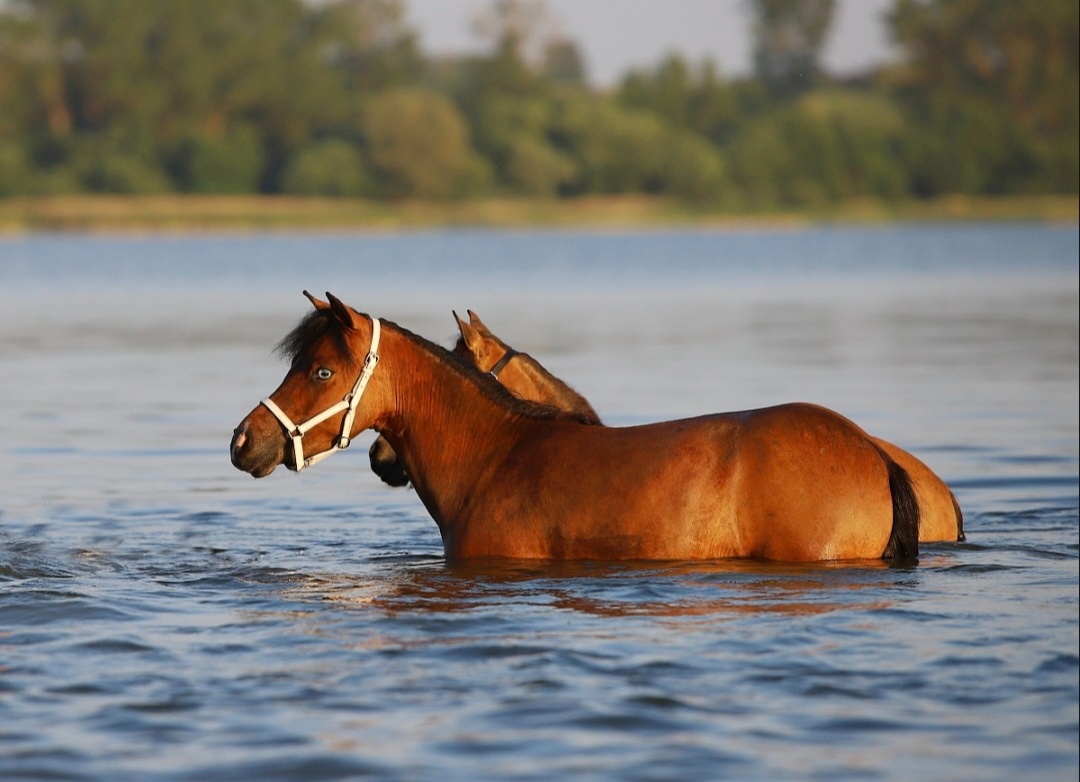Minihorse klisna - 8