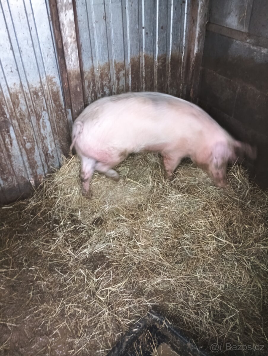 Prodám prase - 8