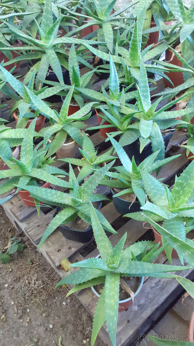 Aloe Vera - 8