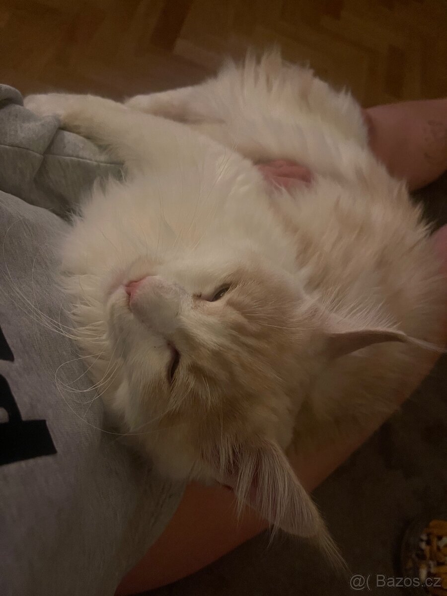 Mainský mývalí kocour - 8