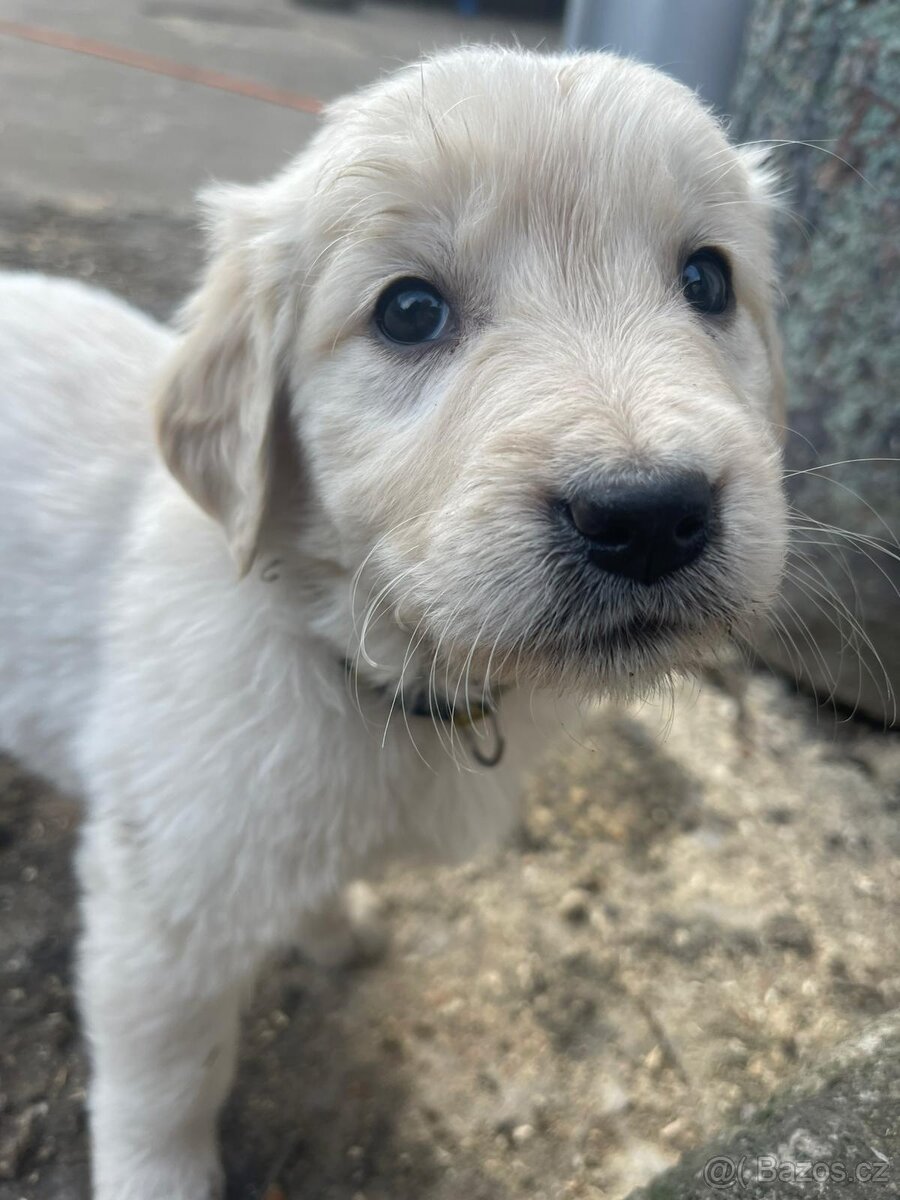 Zlatý retrívr štěňátka - 8