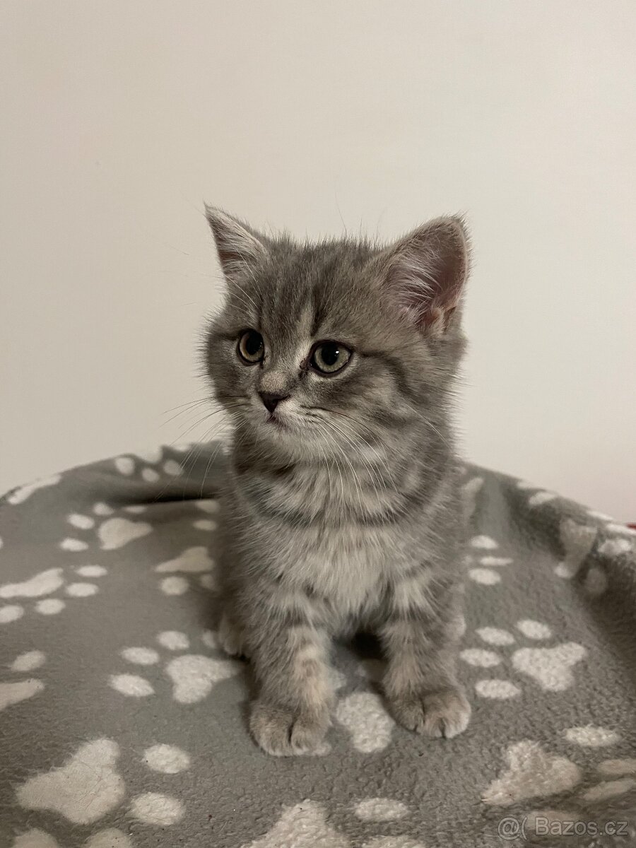 koťátko bez PP (kočička tmavá) - 8