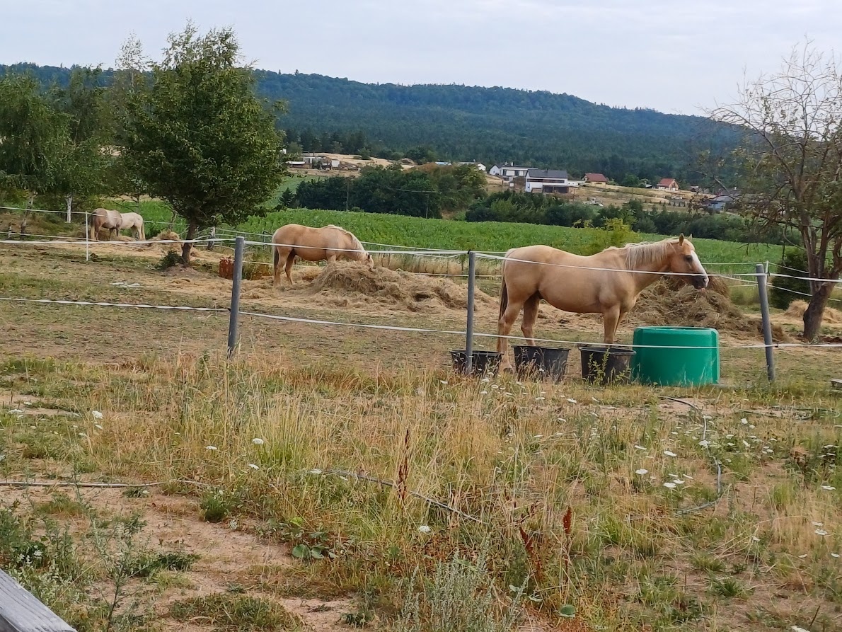 USTÁJENÍ 35 min od Prahy v malé rodinné stáji - 8