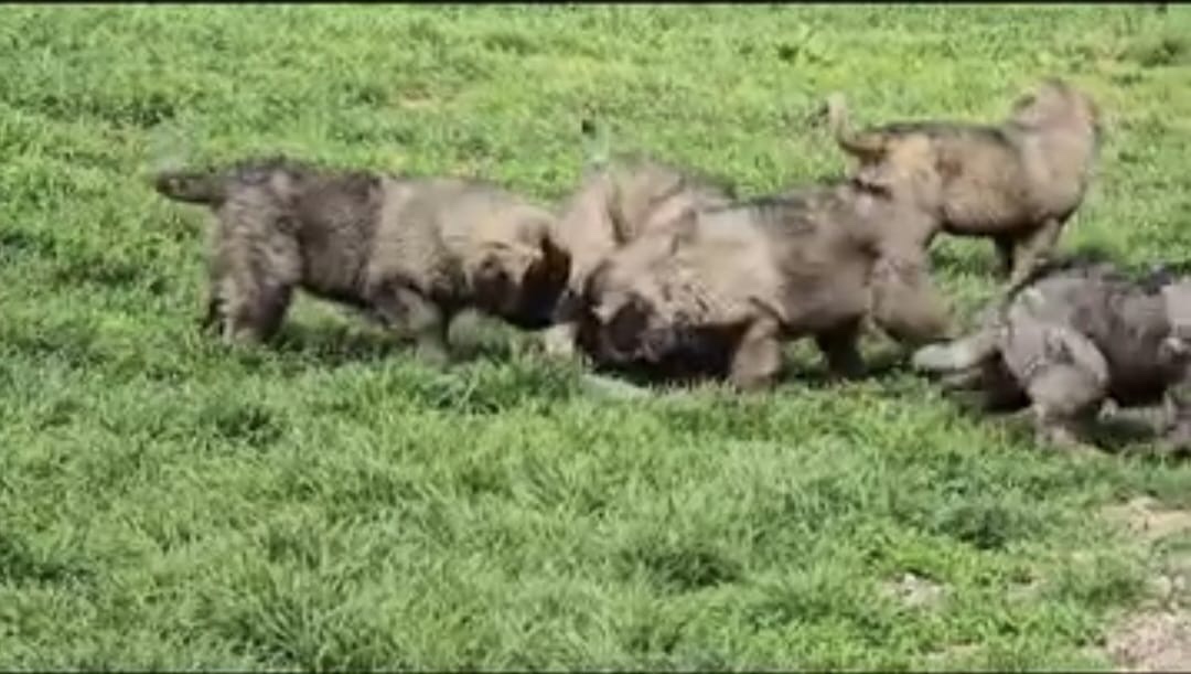 Štenátko Kaukazský ovčiak - 8