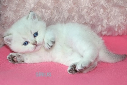 Britská koťátka s PP k rezervaci - 8