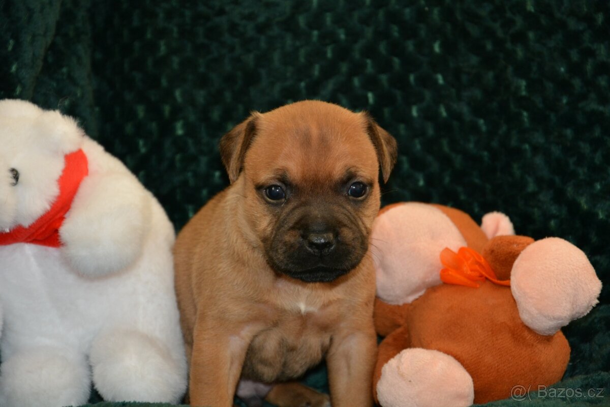 Stafordšírský bulterier - 8