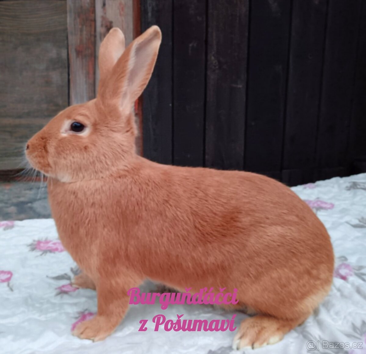 BURGUNDSKÝ králík s PP - SAMEČCI A SAMIČKY ⭐️⭐️⭐️ - 8