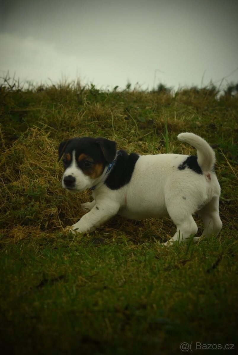 Jack Russell teriér - 8