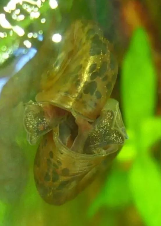 Akvarijní šneci - piskořky a okružáci všech barev - 8