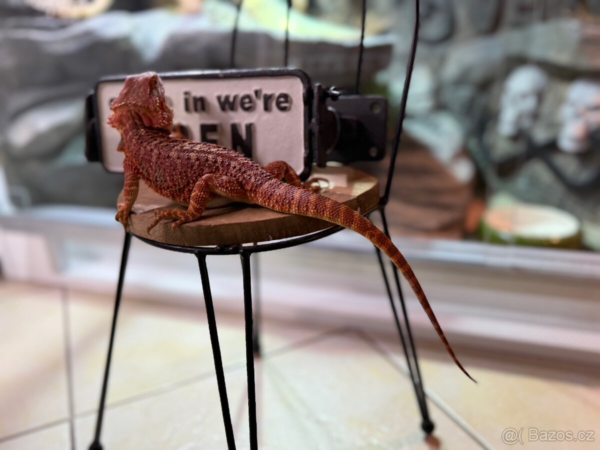 Agama vousatá SAMIČKA - 8