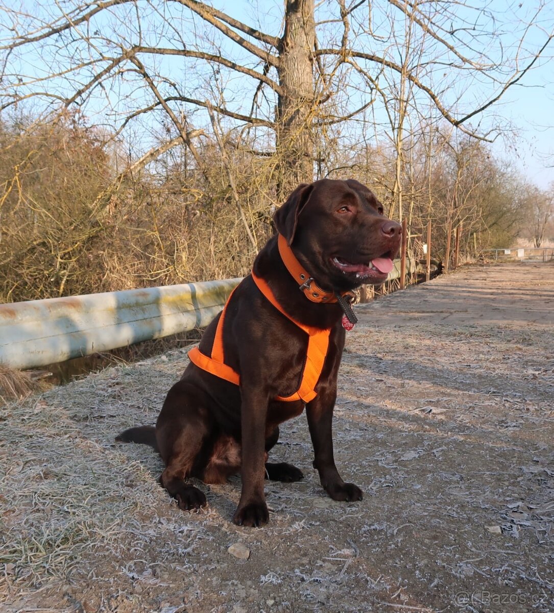 Labradorský retrívr bez PP - 8