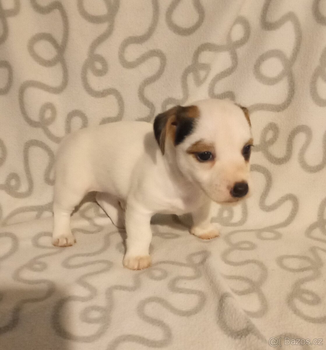 Jack Russell teriér - 8