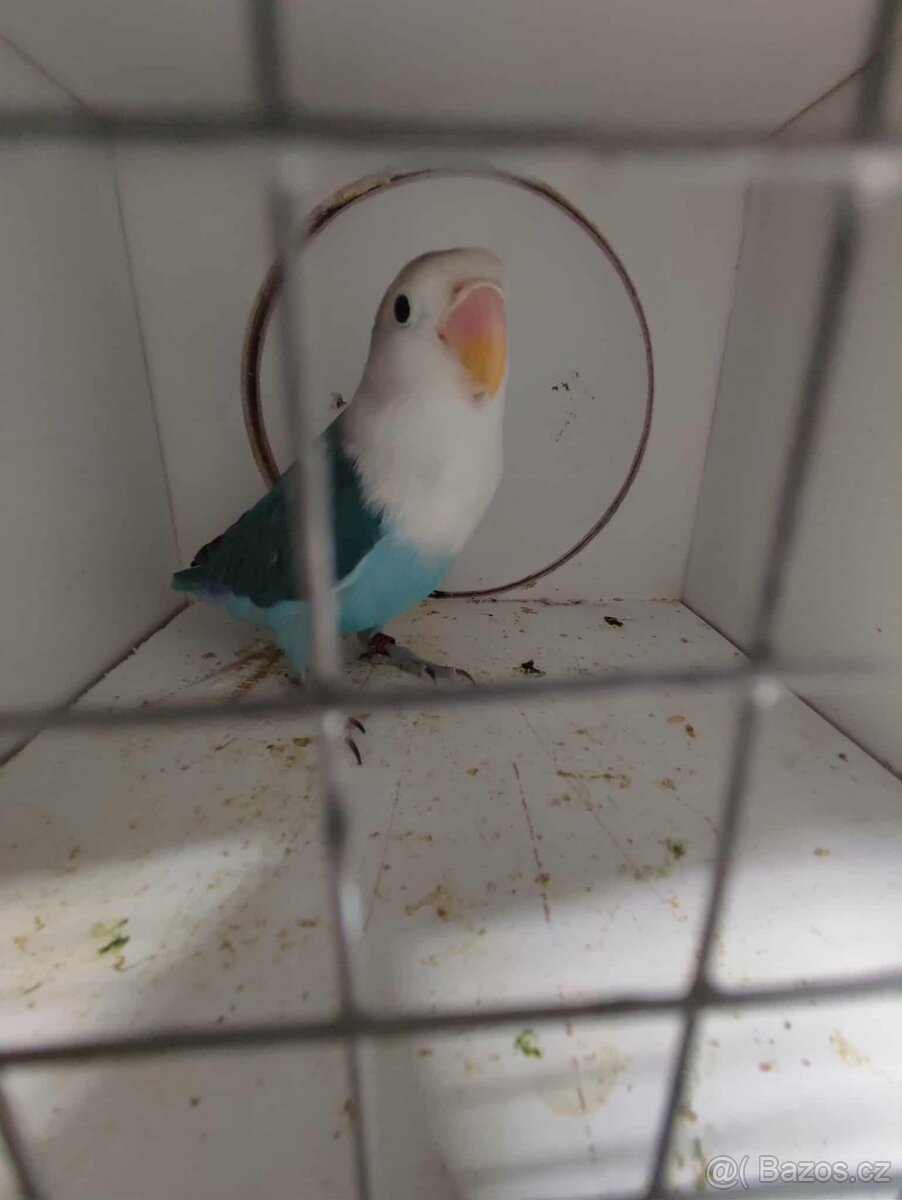 Agapornis ficheri - 8