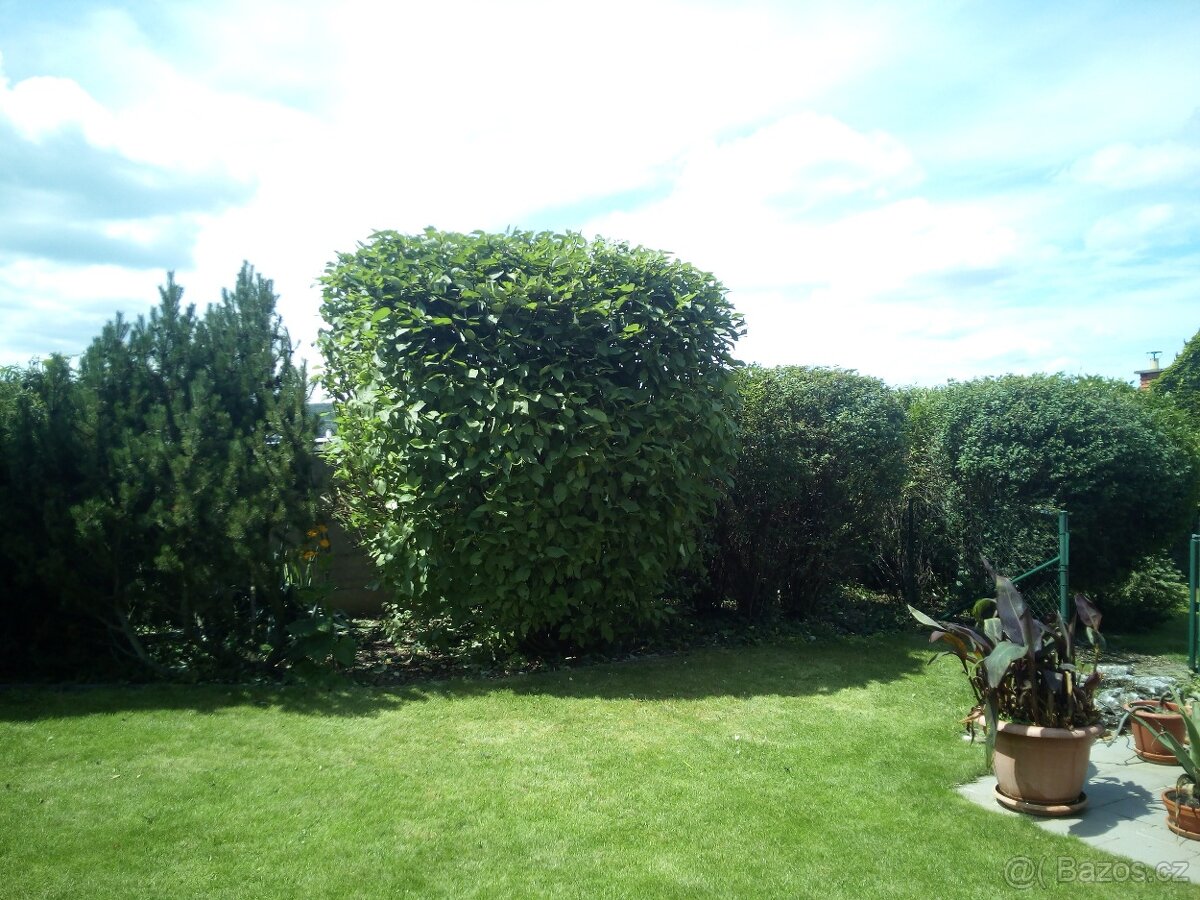 Zahradnické práce, úpravy a revitalizace zahrad - 8