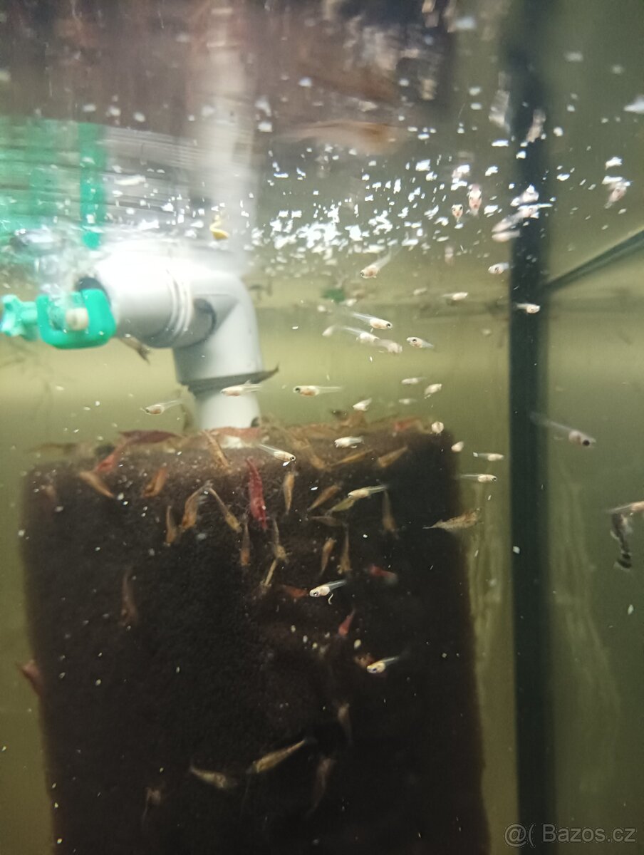 Prodej s vlastního chovu - 8