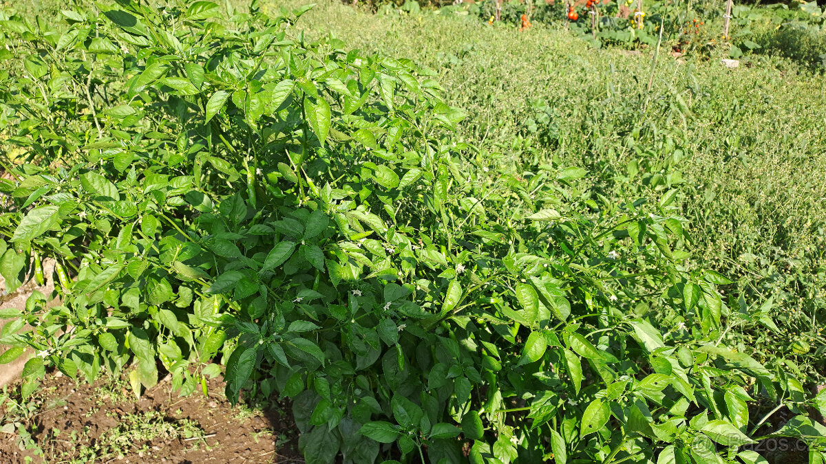 Chilli semínka 7 druhů ,Scorpion,Naga Moritch, Zvonečkové, A - 8