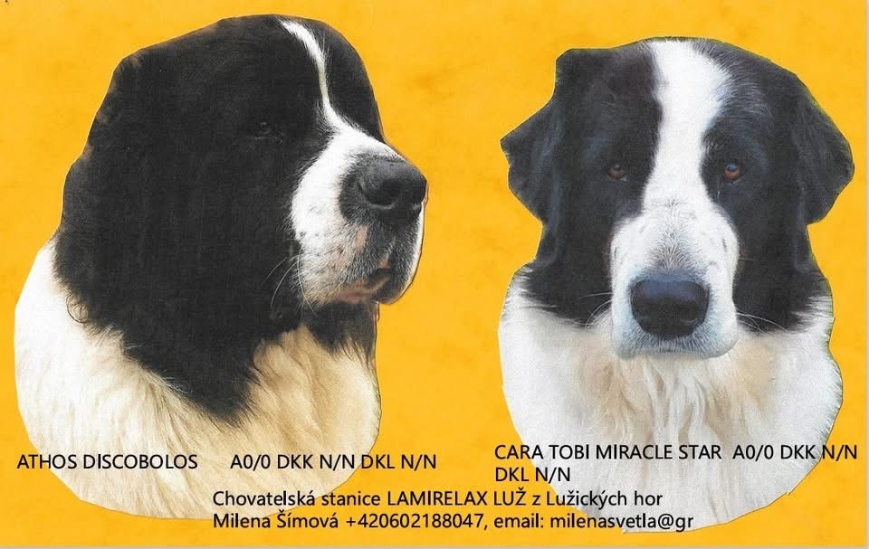 Landseer štěňata - 8