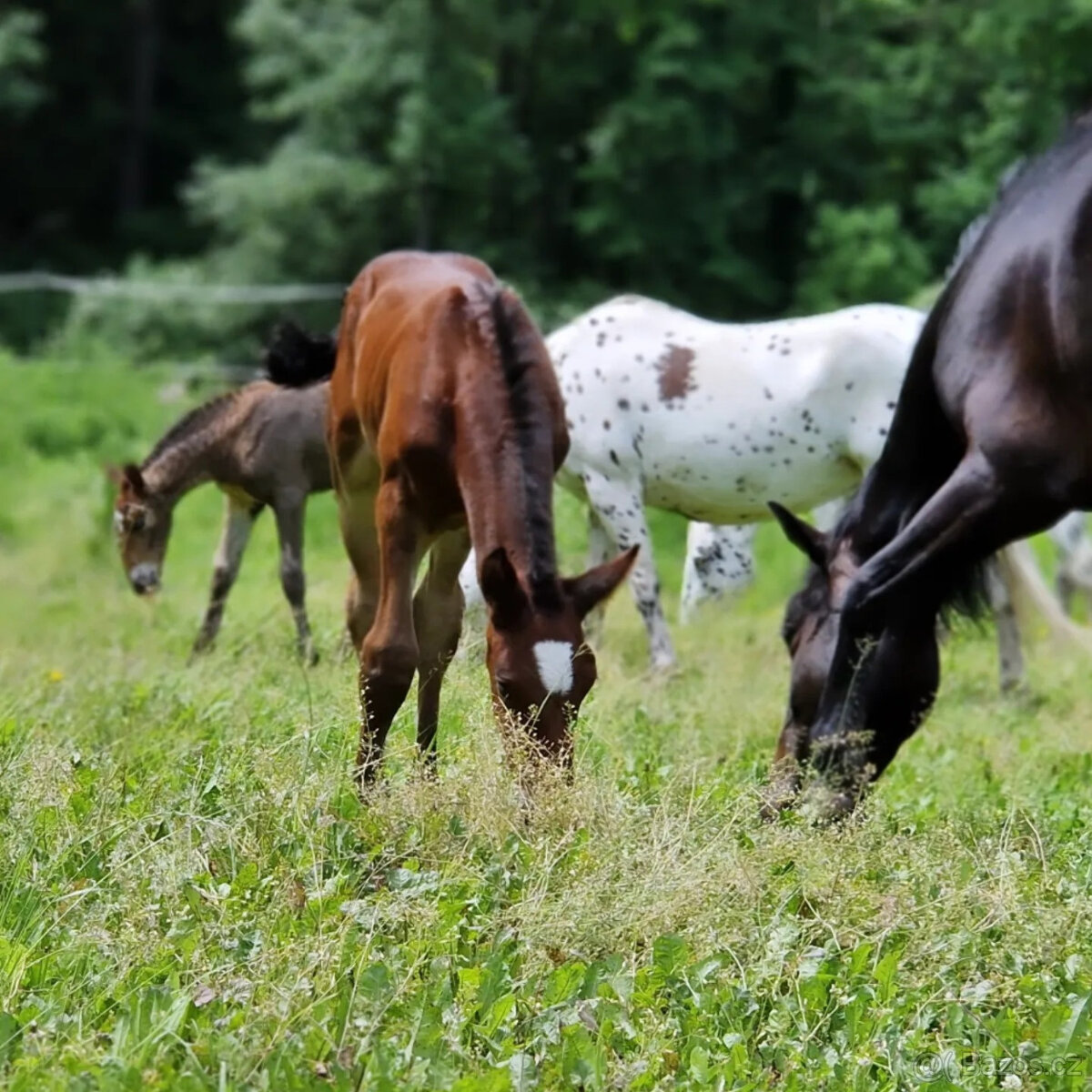 Hřebec original Knabstrupper - 8