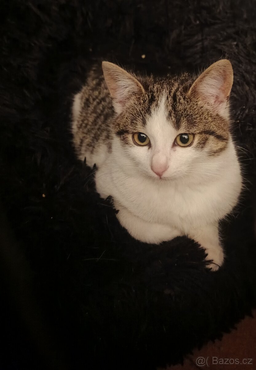 Daruji koťátka - 8