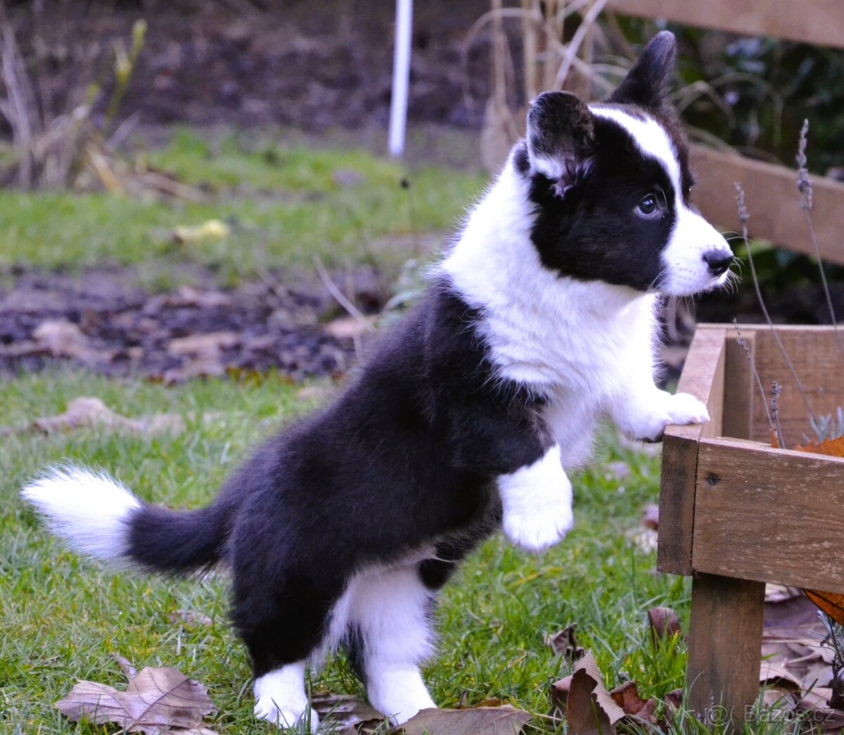 Welsh Corgi Cardigan FCI - 8