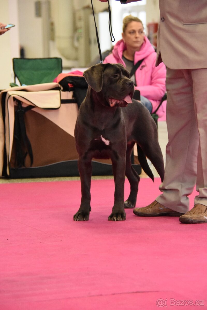 Štěňátka Cane Corso - 8