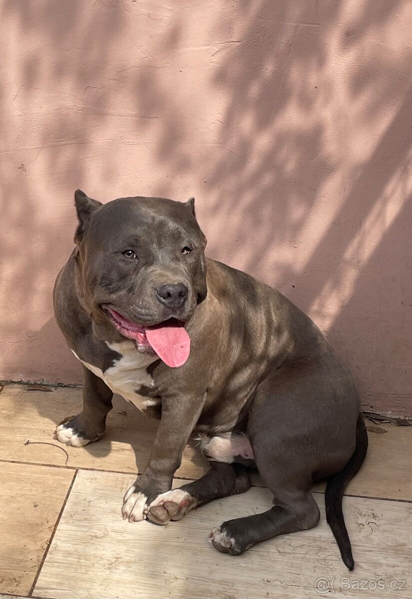 American Bully - 8