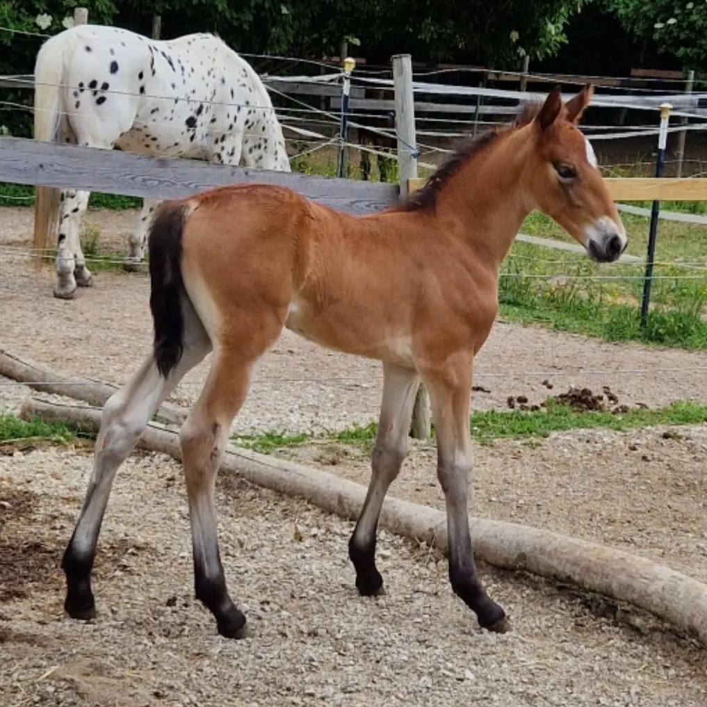 Hřebec original Knabstrupper - 8