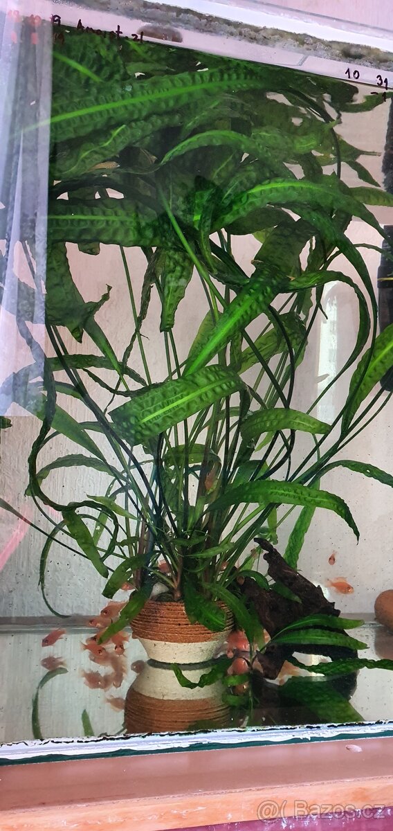 Prodám tlamovce z jezera Malawi - 8