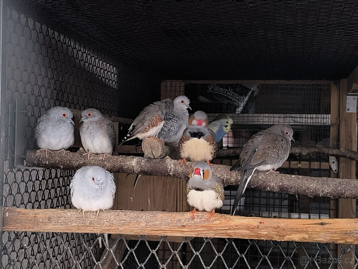 Prodám papoušky - 8