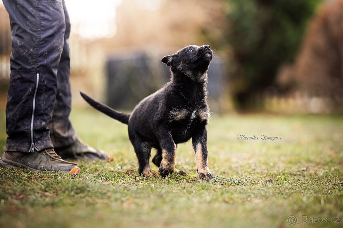 Německý ovčák- štěně s PP - 8