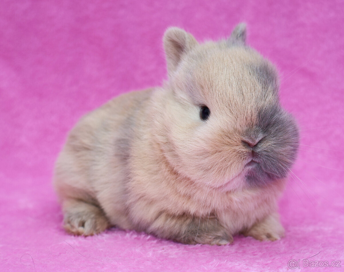 Zakrslý krátkouchý králíček . Samička . - 8