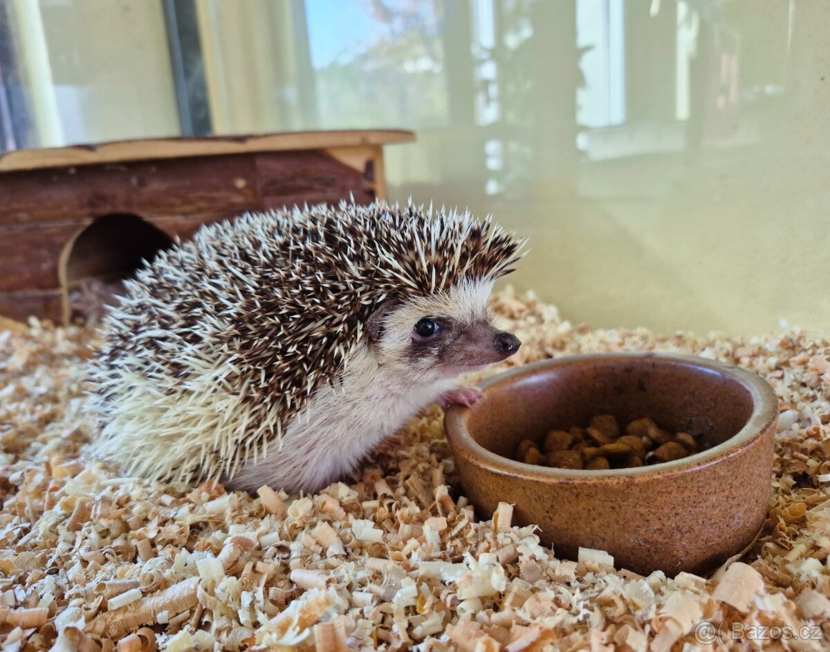 Ježek bělobřichý - 8