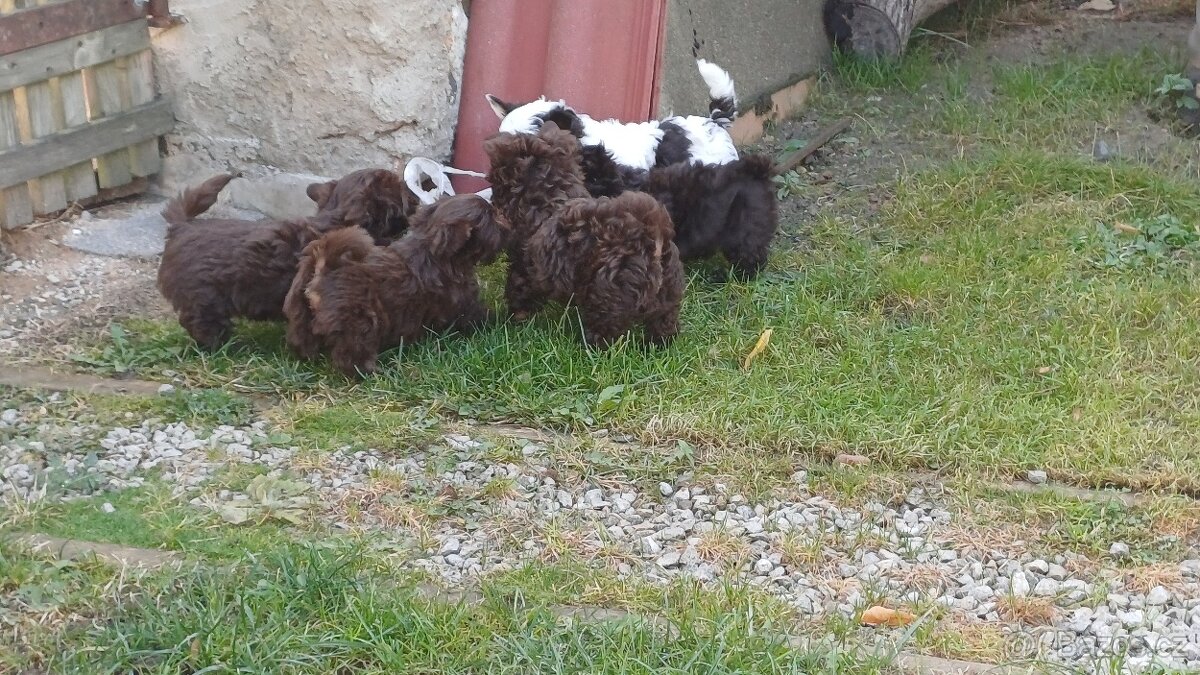 Štěňata Yorkchir - 8