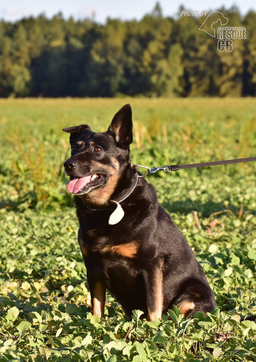 Darujeme nalezeného křížence - 8